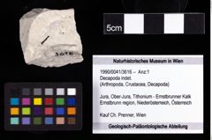 Foto (Objekt + Etiketten) von Decapoda indet. 